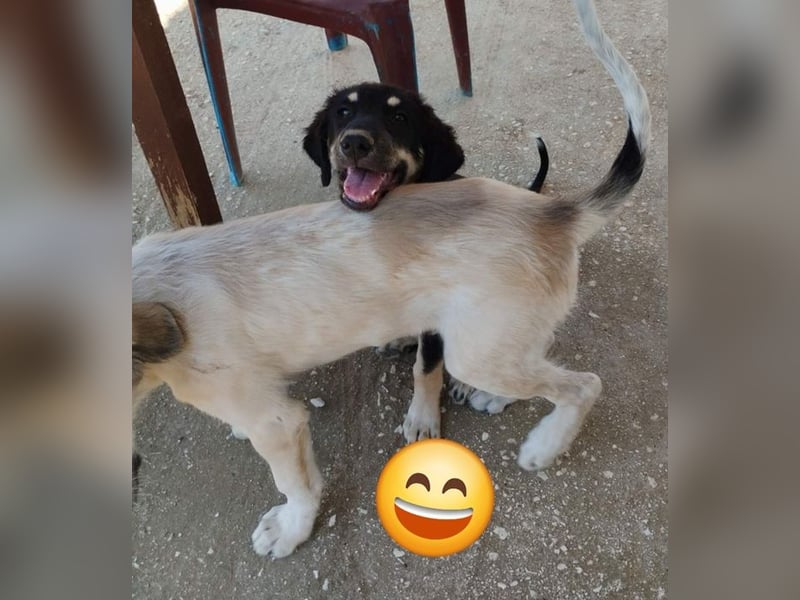 Kalisto - groß und flauschig mit toller Persönlichkeit sucht entspannte Menschen