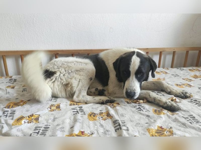 Cookie P - nach schweren Zeiten nun bereits fürs Glück!