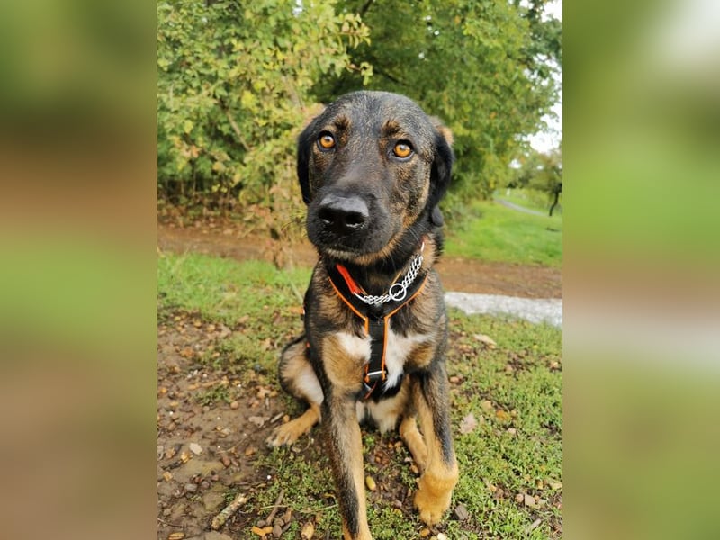 Scooby - sensibler Herzenshund wartet in 74391 Erligheim