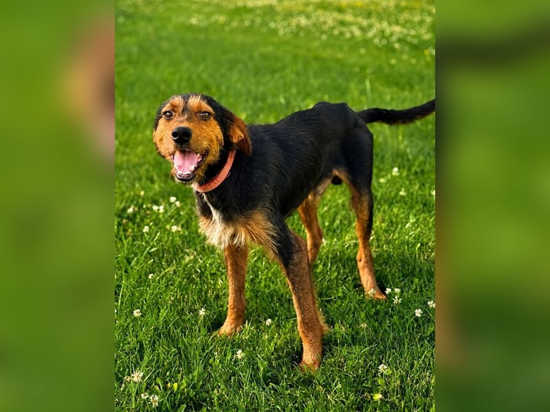 Zois - Test als Familienhund ✅ (bestanden)