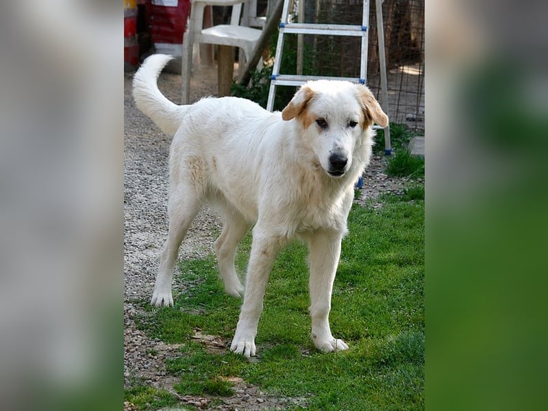 Chalvas - freundlich, sozial und "richtig viel Hund" zum Kuscheln