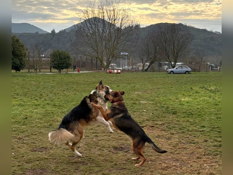 Zeus PM - ein verspielter und lustiger Bub