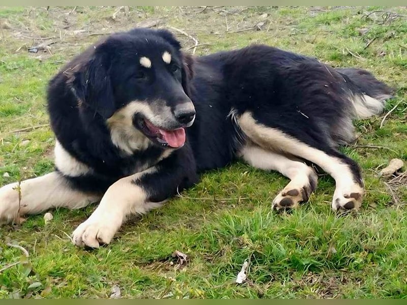 Kalisto - groß und flauschig mit toller Persönlichkeit sucht entspannte Menschen