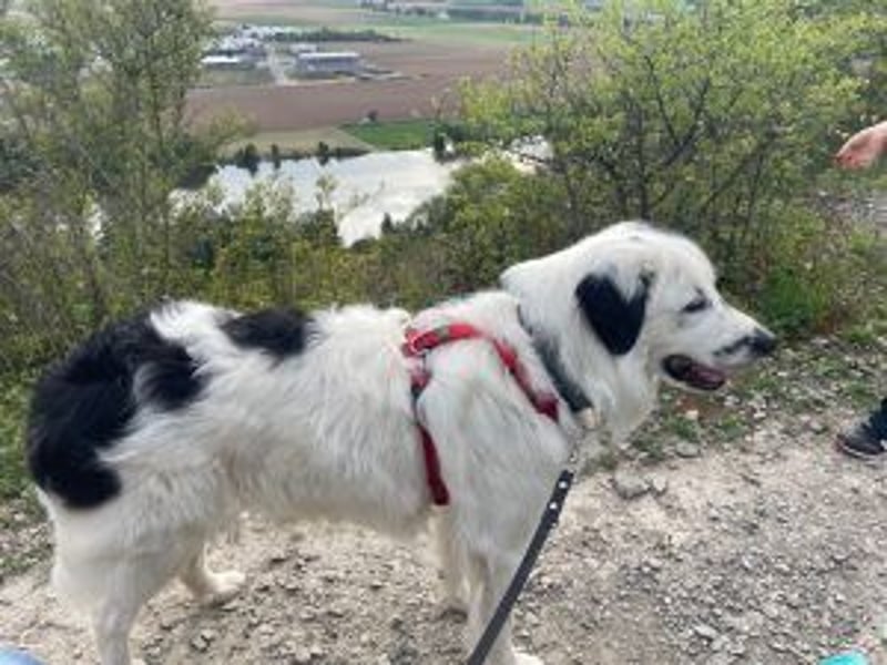 Sparky Boy wünscht sich ein ruhiges Zuhause (derzeit in 97857 Urspringen)