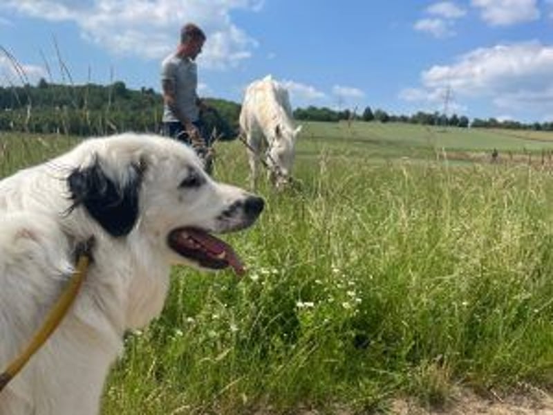 Sparky Boy wünscht sich ein ruhiges Zuhause (derzeit in 97857 Urspringen)