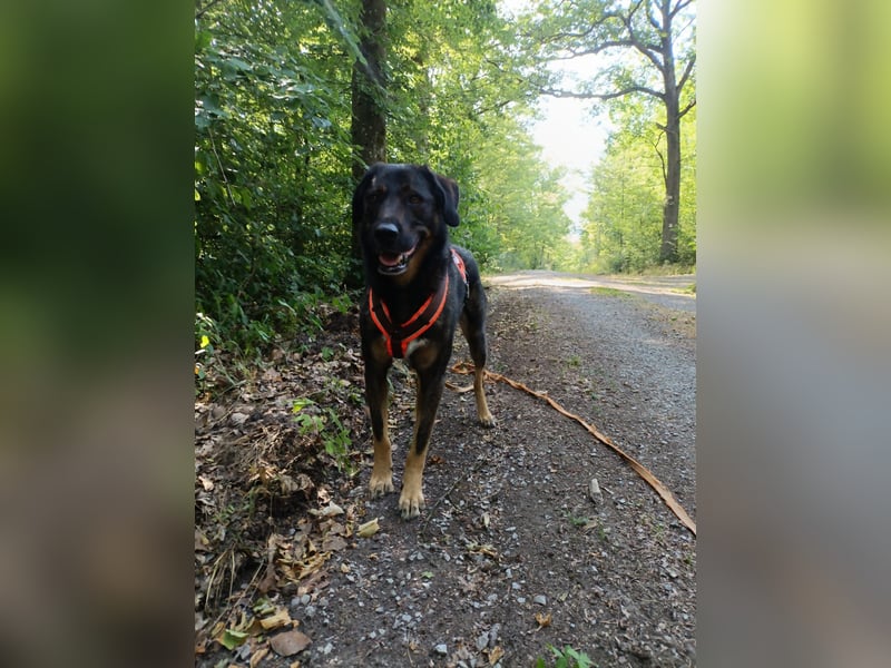 Scooby - Neustart gewünscht!