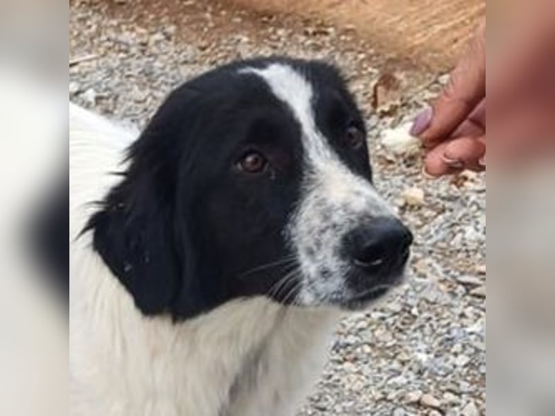 Theo - bereit für SEINE Familie