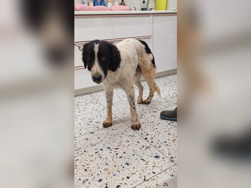 Theo - bereit für SEINE Familie