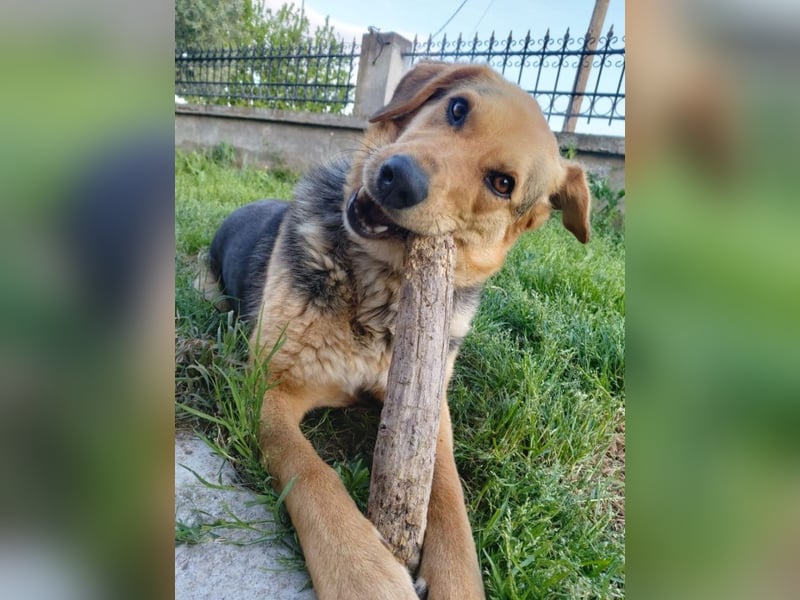 Maya P - wünscht sich Ihre Katze einen Hund?
