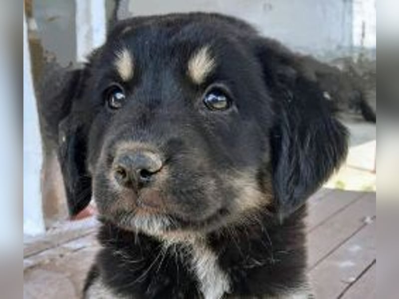 Kalisto - groß und flauschig mit toller Persönlichkeit sucht entspannte Menschen
