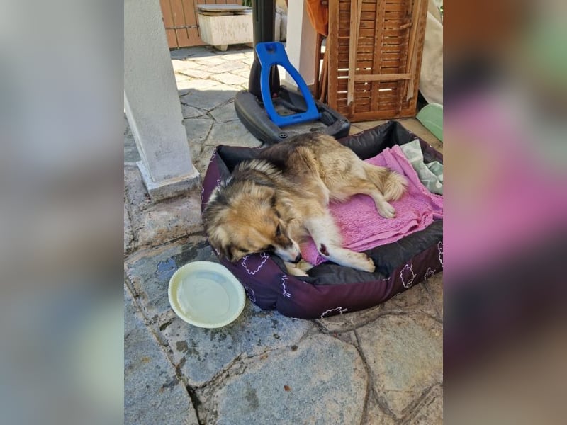 Zeus PM - ein verspielter und lustiger Bub