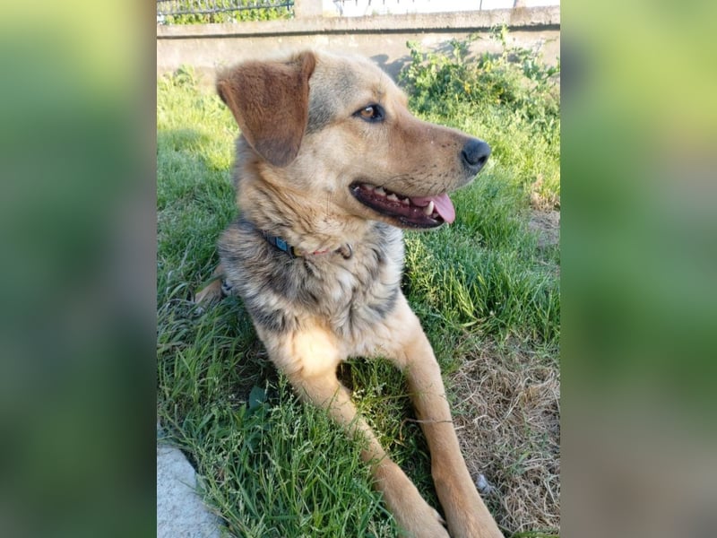 Maya P - wünscht sich Ihre Katze einen Hund?