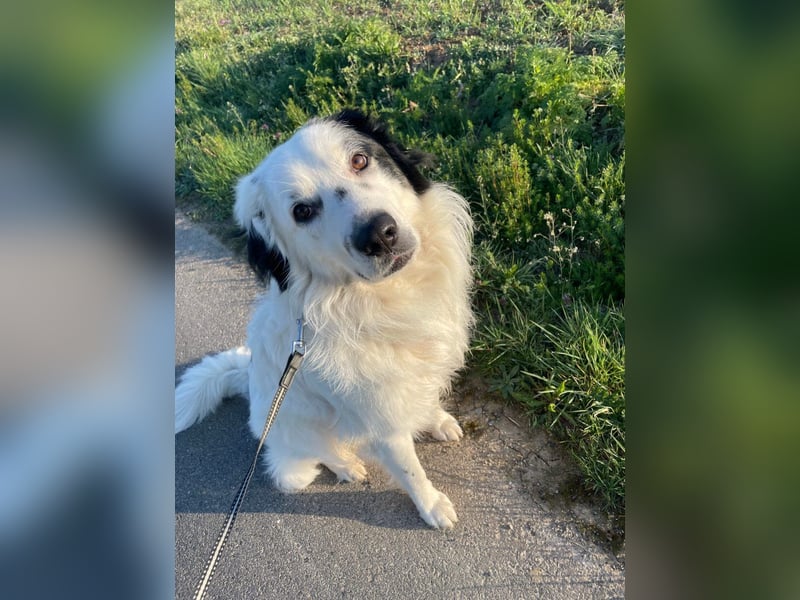 Sparky Boy wünscht sich ein ruhiges Zuhause (derzeit in 97857 Urspringen)