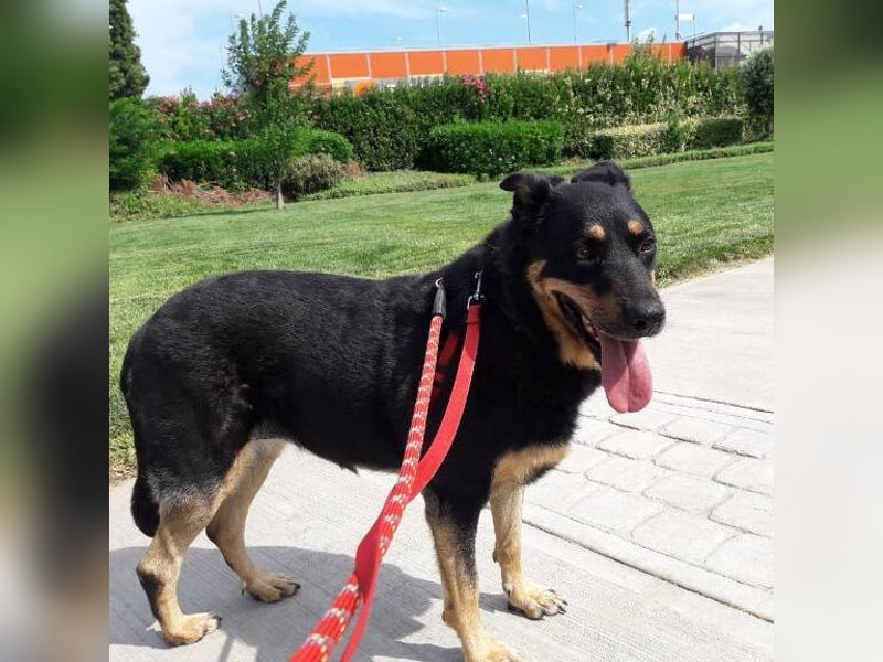 Carla - ohne Menschen, die ihr ganz viel Aufmerksamkeit und Liebe geben, wird Carla immer trauriger