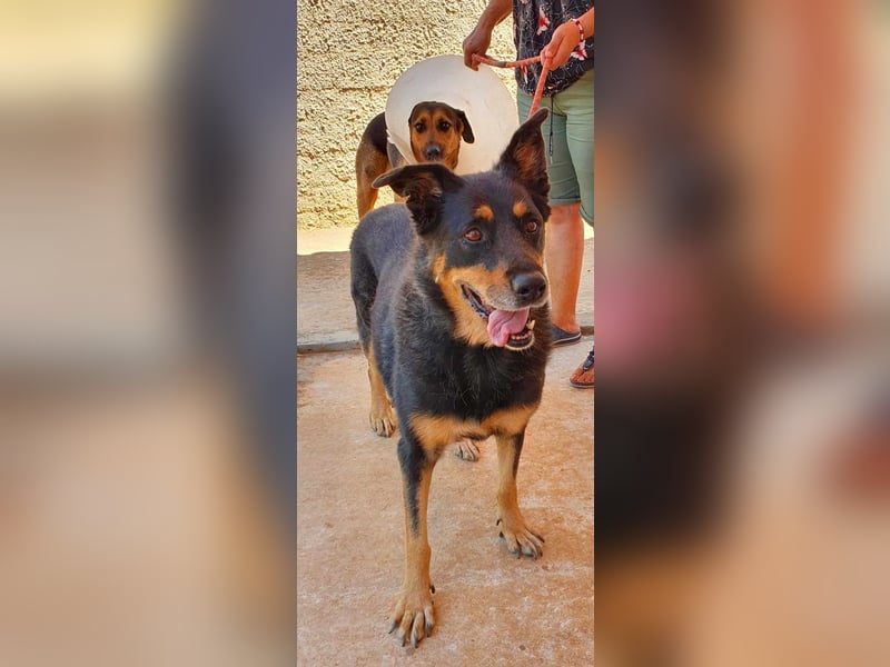 Carla - ohne Menschen, die ihr ganz viel Aufmerksamkeit und Liebe geben, wird Carla immer trauriger