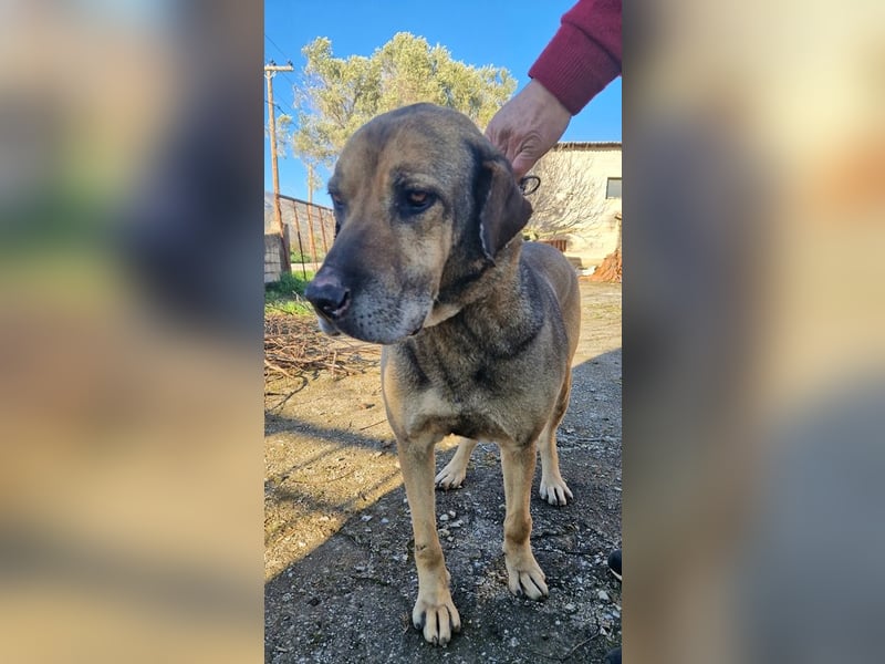 Hector - ein treuer Freund im besten Alter