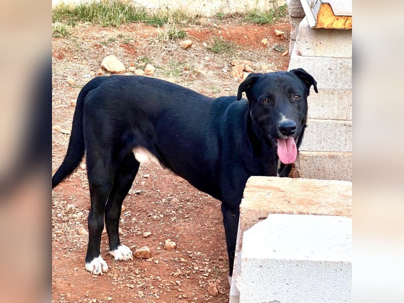 Fineas - er wurde am Strand geboren, doch die Gemeinde duldet dort keine Hunde.