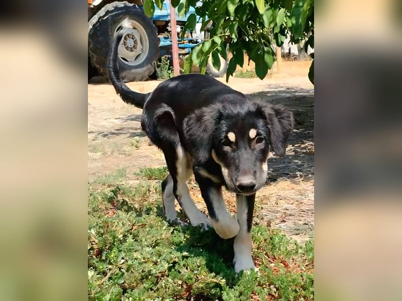 Kalisto - groß und flauschig mit toller Persönlichkeit sucht entspannte Menschen