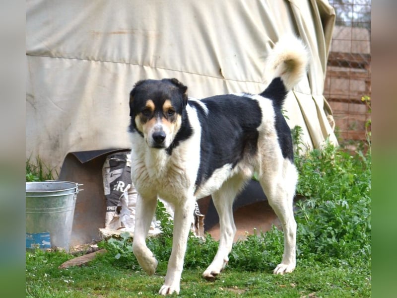 Dias-Zeus - sanfter, schüchterne Riese