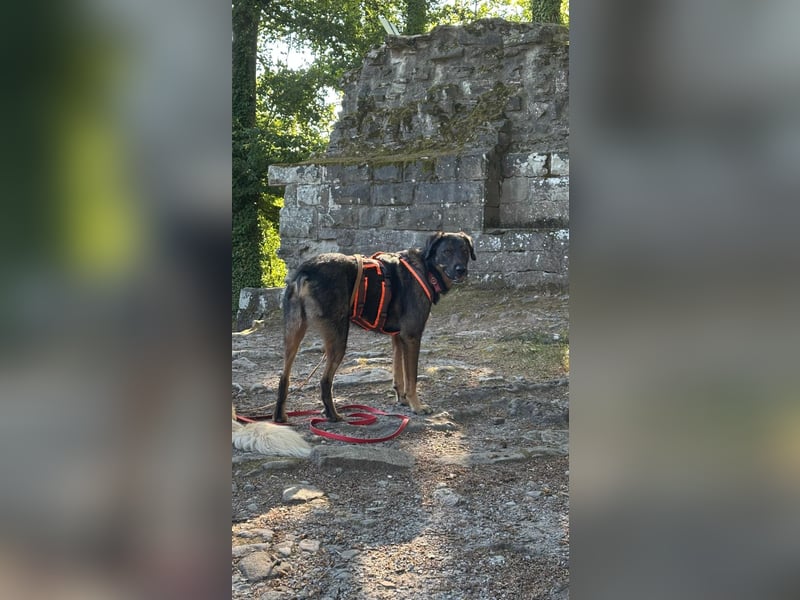 Scooby - Neustart gewünscht!