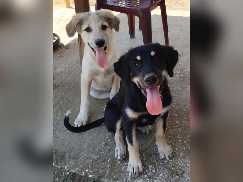 Kalisto - groß und flauschig mit toller Persönlichkeit sucht entspannte Menschen