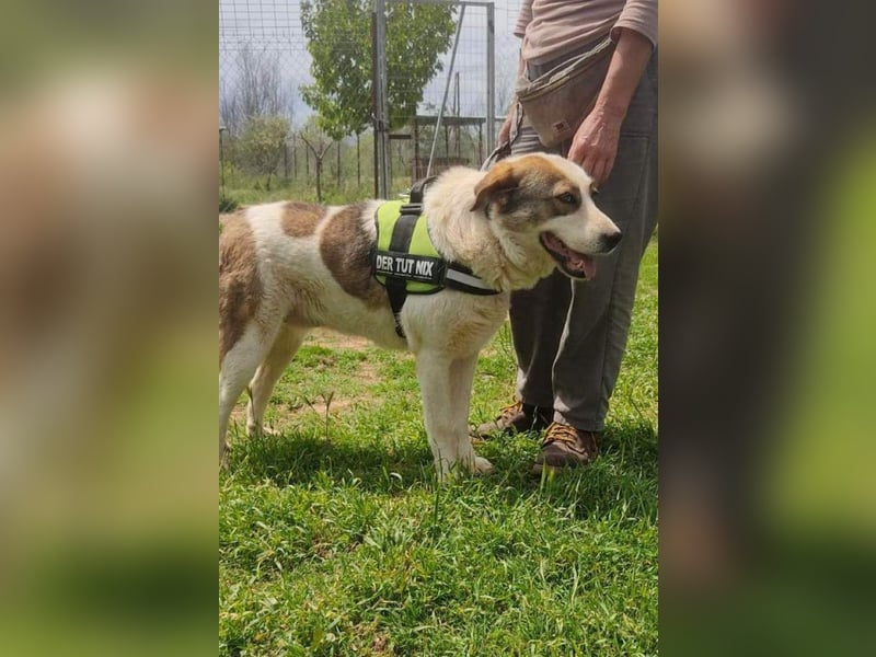 Chloe A - ein echter Traumhund!