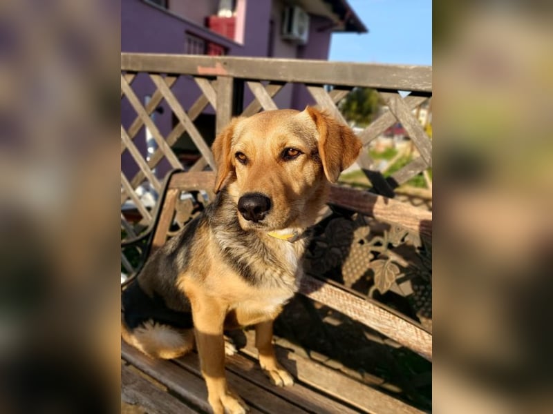 Maya P - wünscht sich Ihre Katze einen Hund?