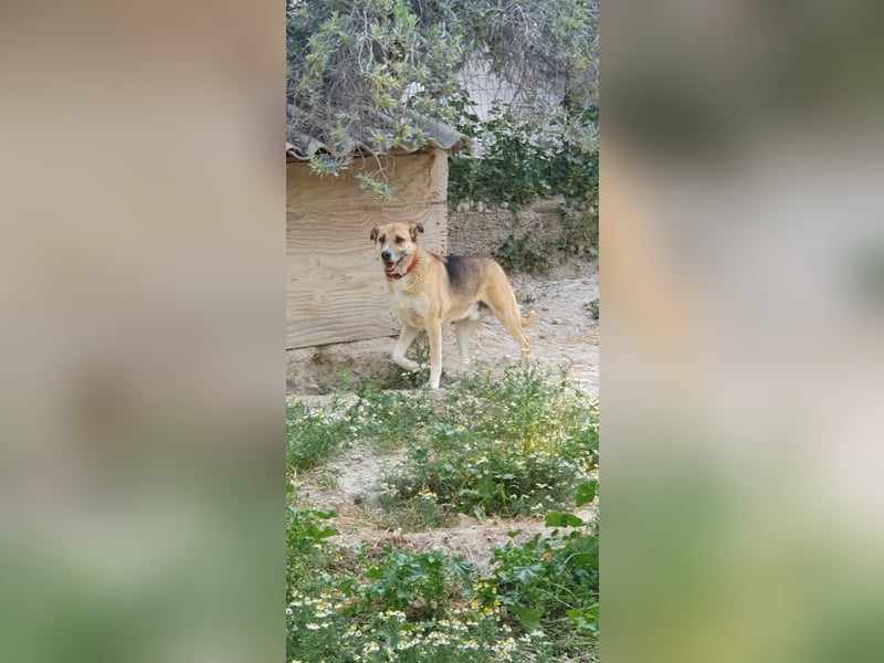 Murphy - ein schüchternes Hasenherz