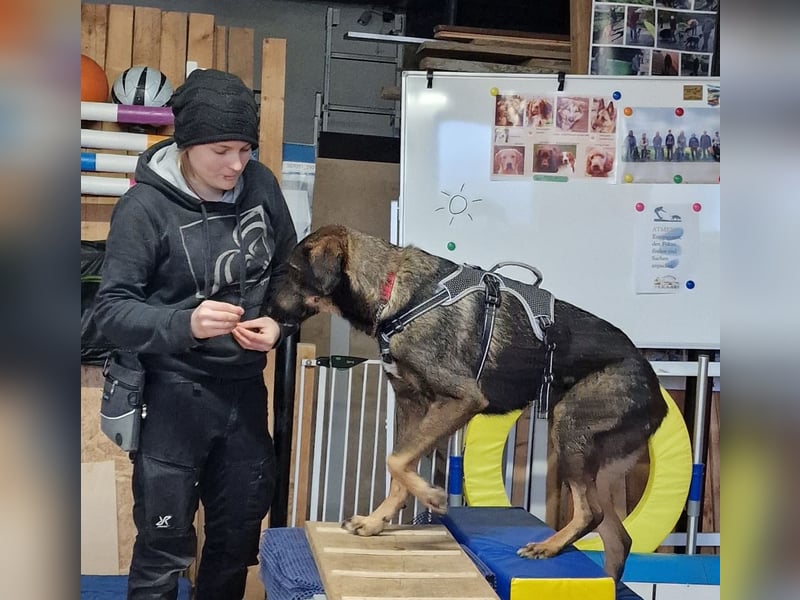 Scooby - sensibler Herzenshund wartet in 74391 Erligheim