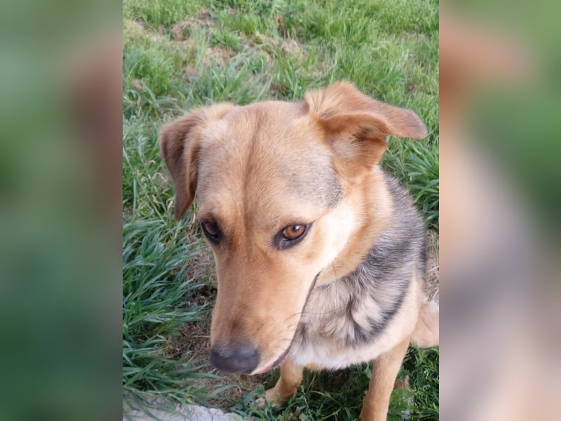 Maya P - wünscht sich Ihre Katze einen Hund?