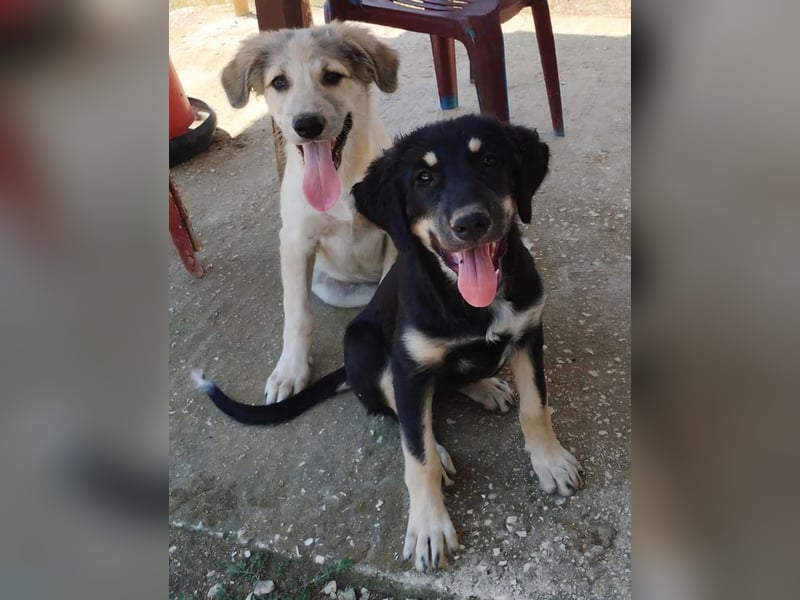 Kalisto - groß und flauschig mit toller Persönlichkeit sucht entspannte Menschen
