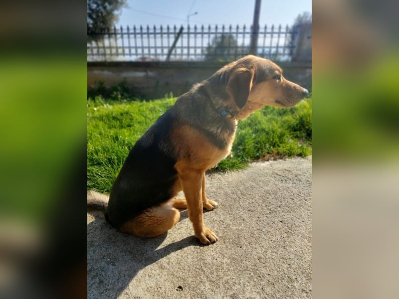 Maya P - wünscht sich Ihre Katze einen Hund?