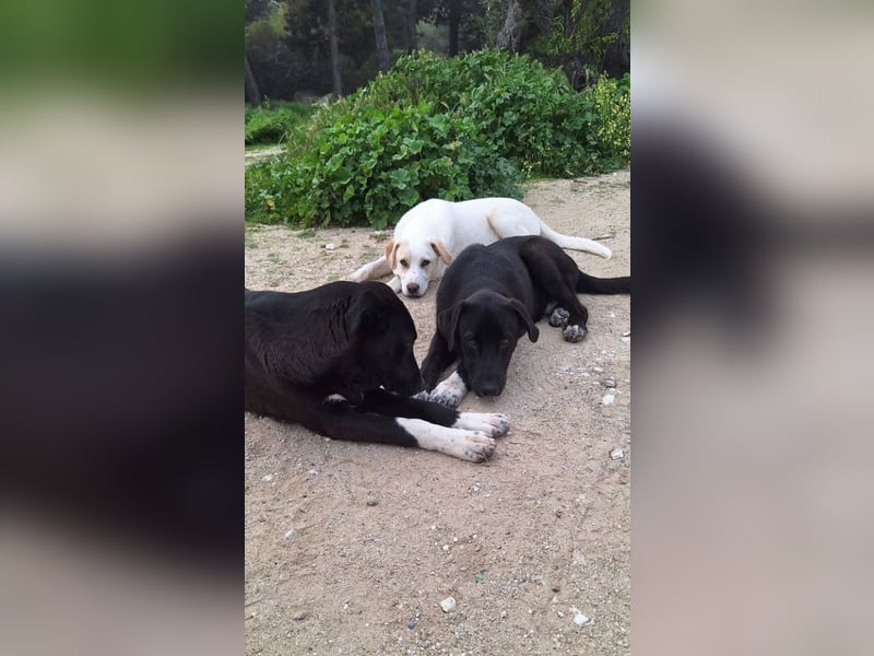 Fineas - er wurde am Strand geboren, doch die Gemeinde duldet dort keine Hunde.