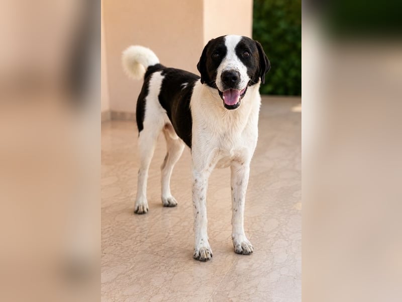 Cookie P - nach schweren Zeiten nun bereits fürs Glück!