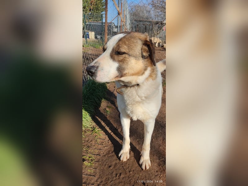 Joey-Lino - ein toller Charakter