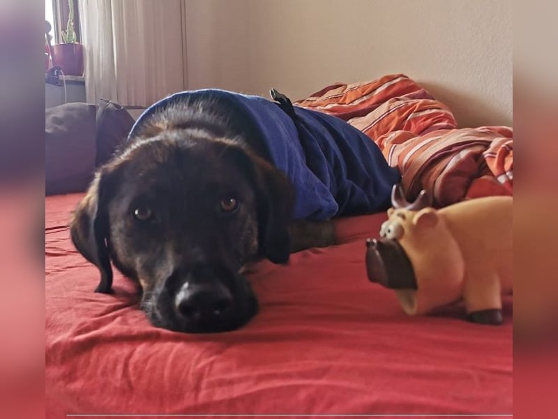 Scooby - sensibler Herzenshund wartet in 74391 Erligheim