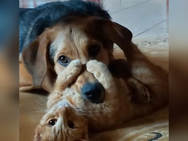 Maya P - wünscht sich Ihre Katze einen Hund?