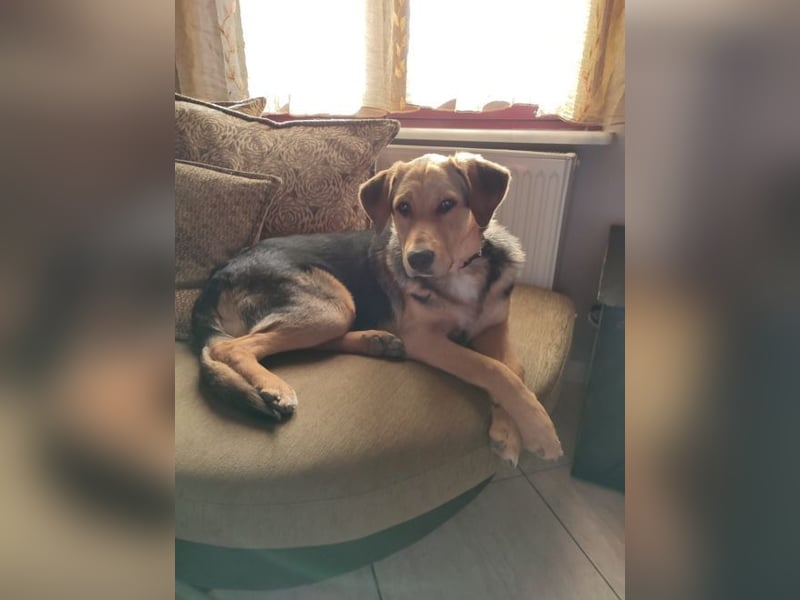 Maya P - wünscht sich Ihre Katze einen Hund?