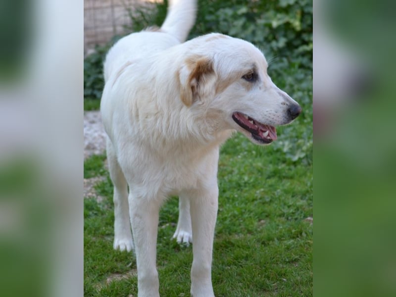 Chalvas - freundlich, sozial und "richtig viel Hund" zum Kuscheln