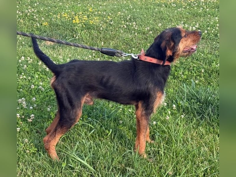 Zois - Test als Familienhund ✅ (bestanden)