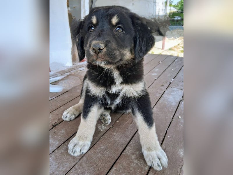 Kalisto - groß und flauschig mit toller Persönlichkeit sucht entspannte Menschen