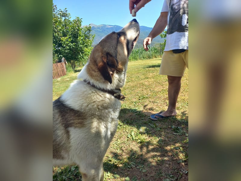 Joey-Lino - ein toller Charakter