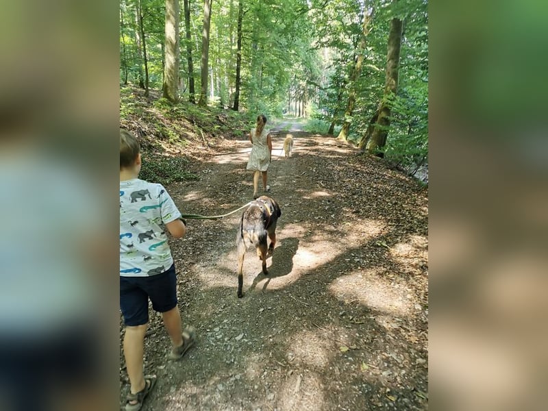 Scooby - sensibler Herzenshund wartet in 74391 Erligheim