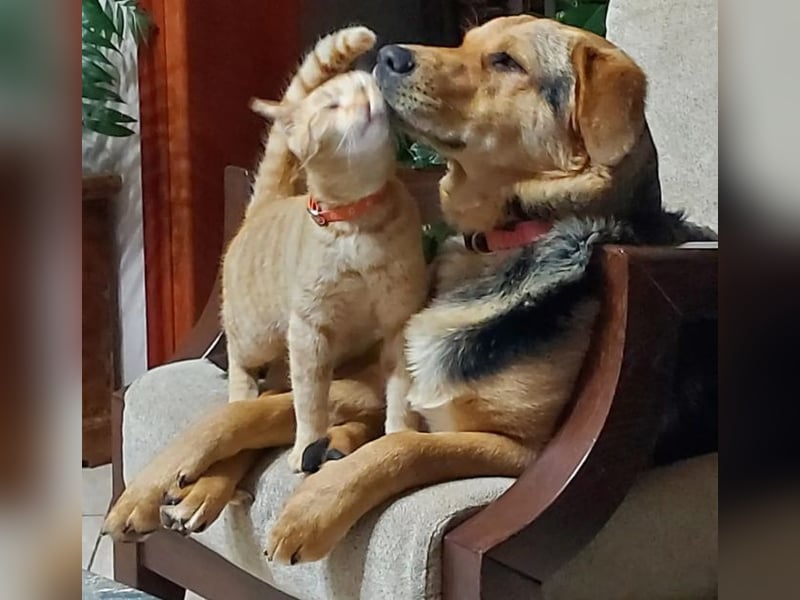 Maya P - wünscht sich Ihre Katze einen Hund?