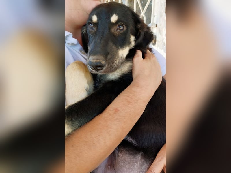 Kalisto - groß und flauschig mit toller Persönlichkeit sucht entspannte Menschen