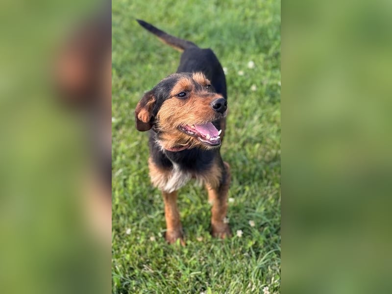 Zois - Test als Familienhund ✅ (bestanden)