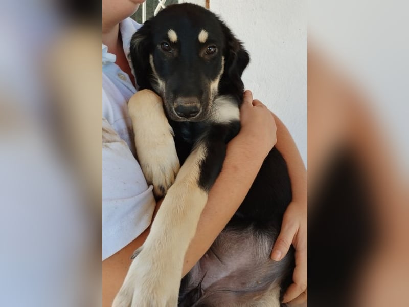 Kalisto - groß und flauschig mit toller Persönlichkeit sucht entspannte Menschen