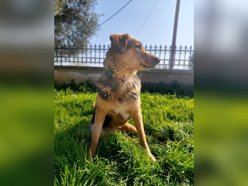Maya P - wünscht sich Ihre Katze einen Hund?