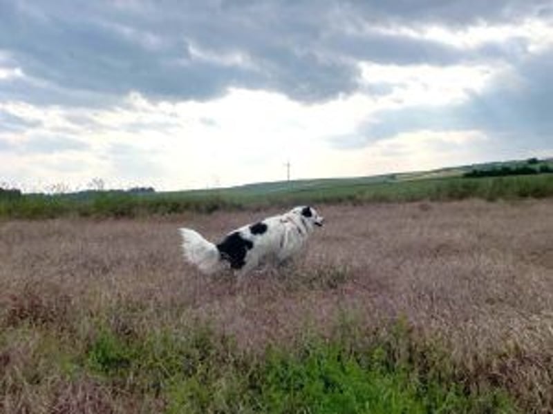 Sparky Boy wünscht sich ein ruhiges Zuhause (derzeit in 97857 Urspringen)