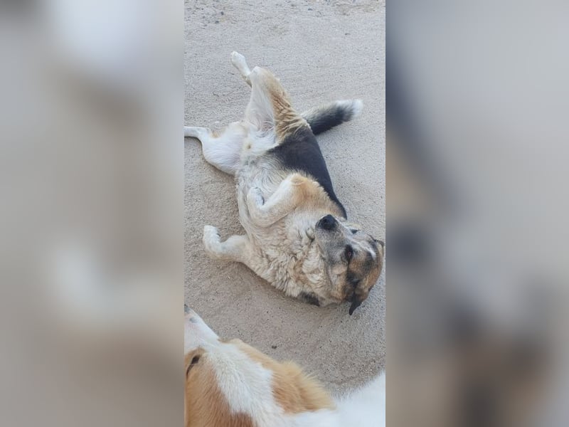 Chico - schüchtern, aber neugierig aufs Leben